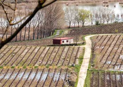 Doing Too Much: Advice and Observations on Modern Homesteading Mistakes Image